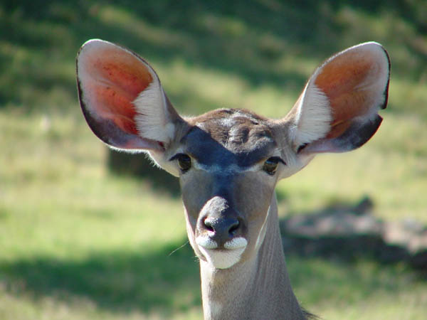 фото "Greater Kudu" метки: природа, дикие животные