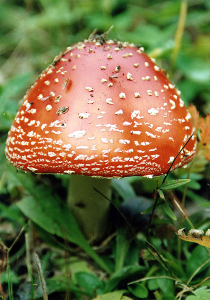 photo "Fly agaric" tags: nature, 