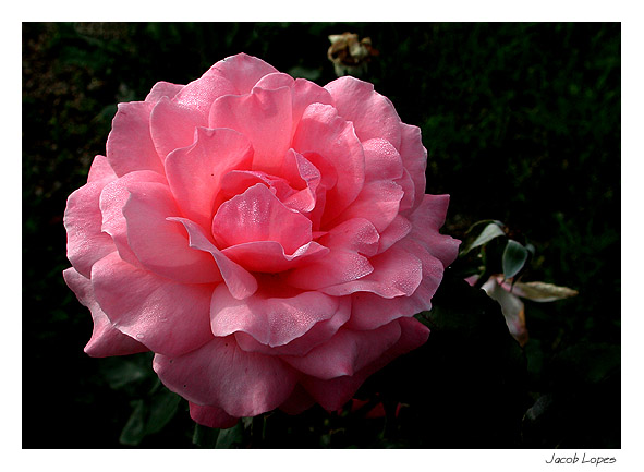 photo "rose" tags: nature, macro and close-up, flowers
