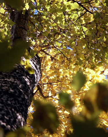 photo "*****" tags: landscape, autumn