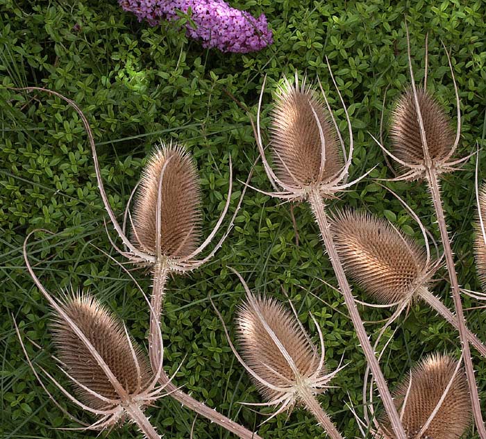 photo "dipsacus on thyme (repost)" tags: nature, flowers