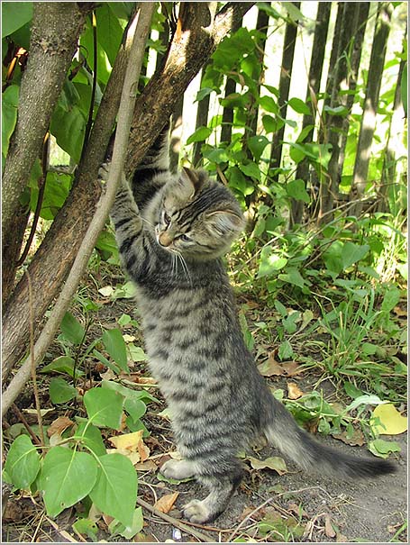 photo "Upward or downwards?" tags: nature, pets/farm animals
