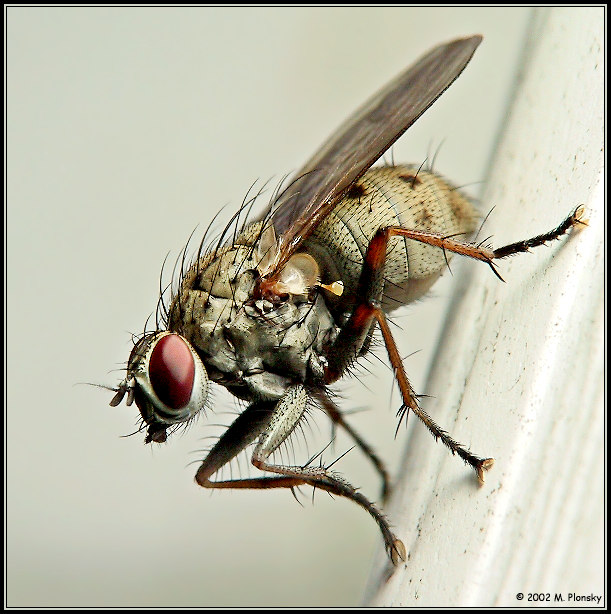 фото "Fly on the Wall" метки: природа, макро и крупный план, насекомое