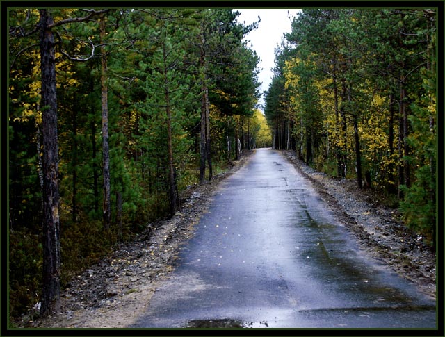 photo "The road..." tags: landscape, forest