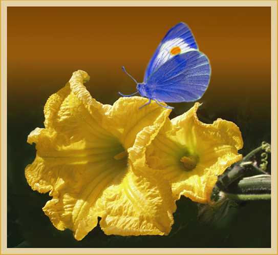 photo "Squash flower" tags: nature, flowers, insect