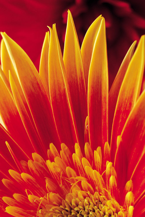 photo "Flower-Petals" tags: nature, flowers