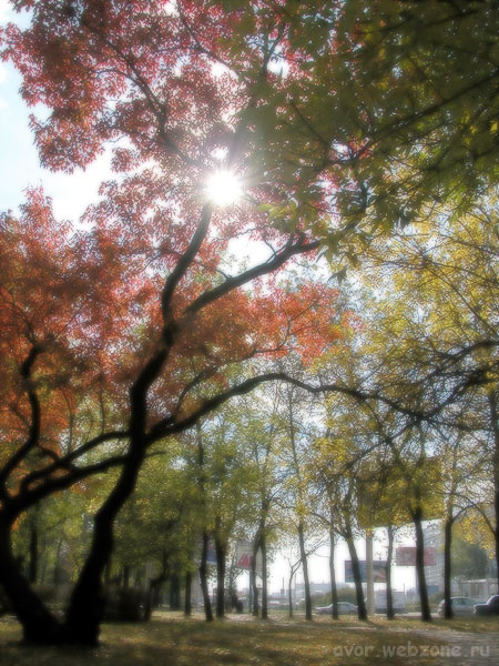фото "Осень в городе" метки: природа, фотомонтаж, цветы