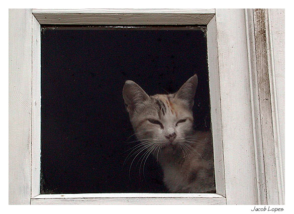 photo "cat`s curiosity" tags: nature, portrait, pets/farm animals