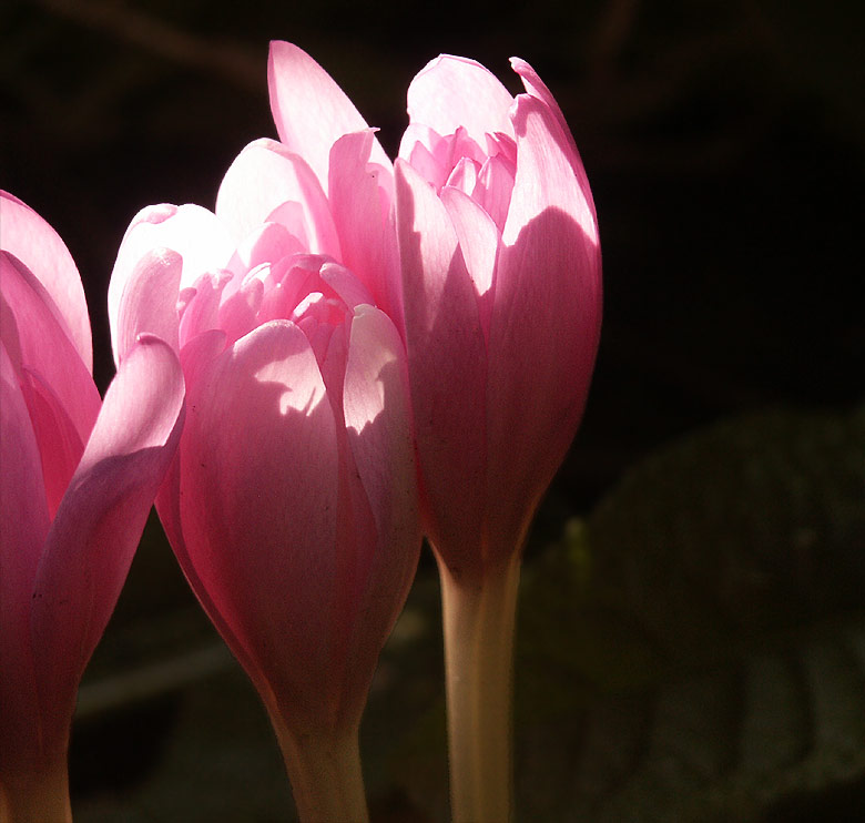 photo "colhicum" tags: nature, flowers