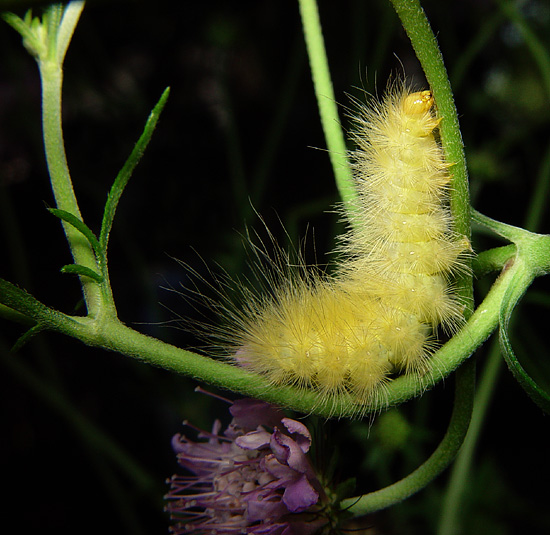 photo "Yellow Wooly Bear" tags: macro and close-up, nature, insect