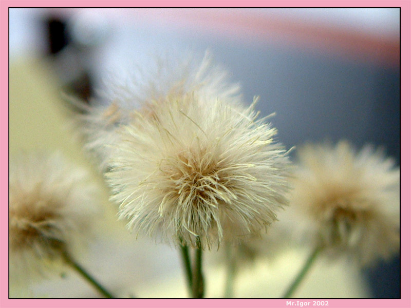 photo "Tenderness" tags: macro and close-up, 