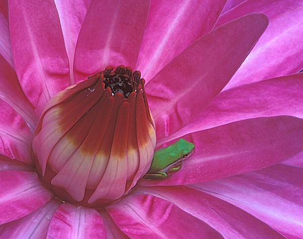 photo "Frog-n-Flower" tags: nature, flowers