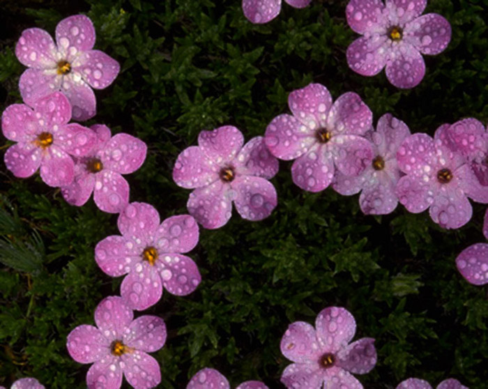 photo "Flowers" tags: nature, flowers
