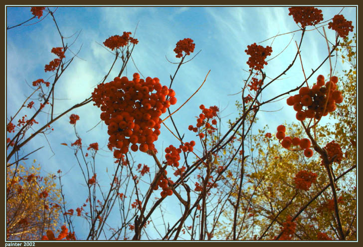 photo "Autumn: Red On Blue" tags: landscape, nature, autumn, flowers