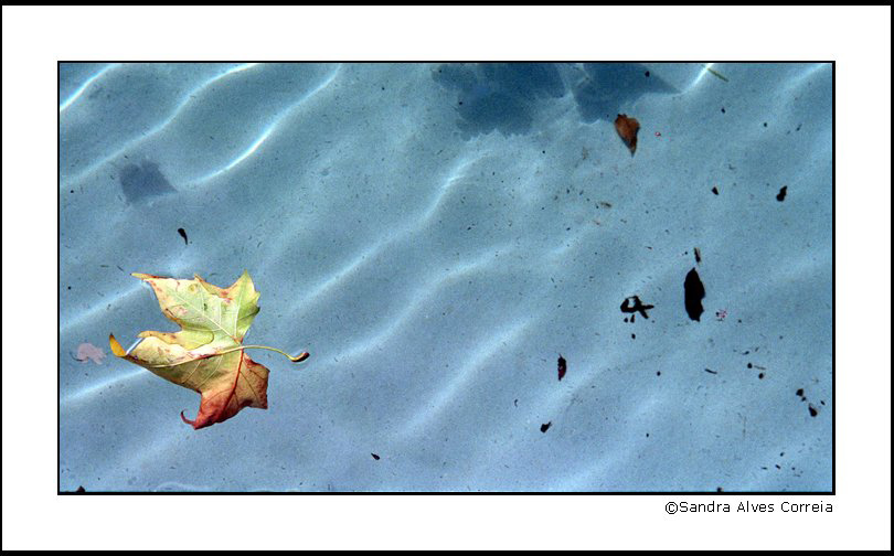 photo "Slow Death" tags: landscape, autumn, water