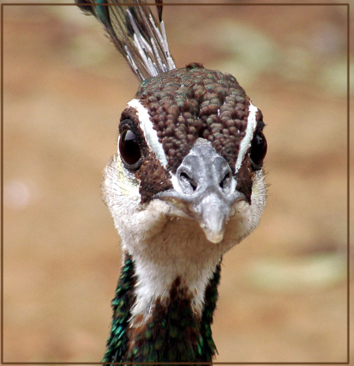 photo "Peacock is majestic bird ..." tags: nature, pets/farm animals