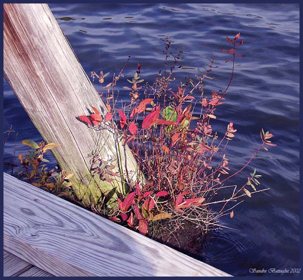 photo "Tenacious" tags: landscape, autumn, water