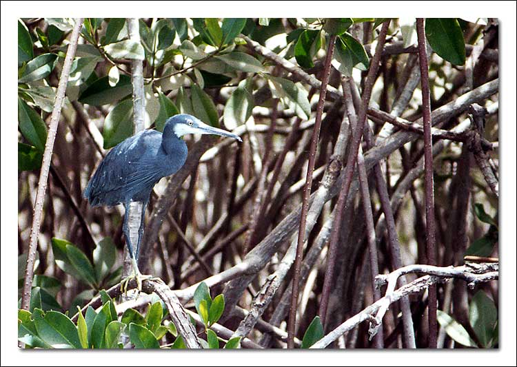 photo "Blue Heron" tags: nature, travel, Africa, wild animals