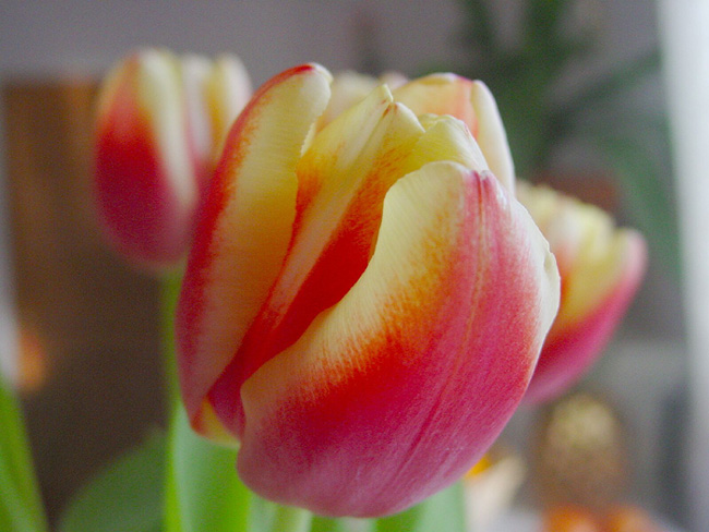 photo "Tulips" tags: nature, macro and close-up, flowers