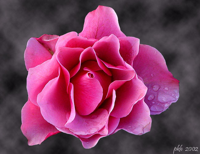 photo "Rose" tags: nature, flowers
