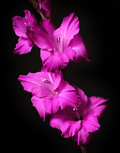 photo "Magenta Rhythm" tags: nature, flowers