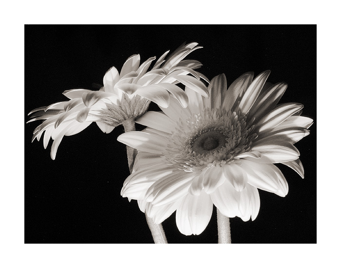 photo "Duet of Gerberas" tags: still life, nature, flowers