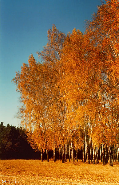 photo "Gold autumn" tags: landscape, autumn