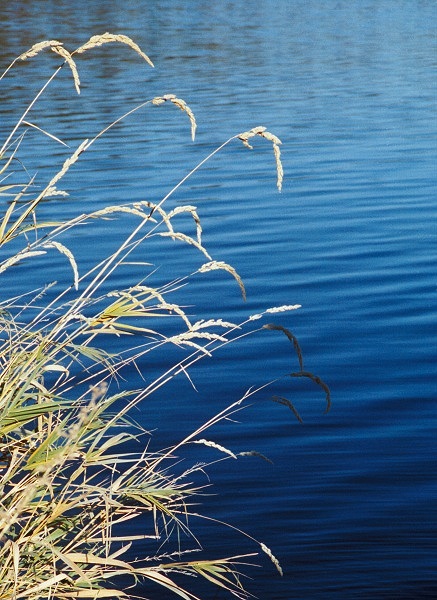 photo "Weeds and Water" tags: misc., 