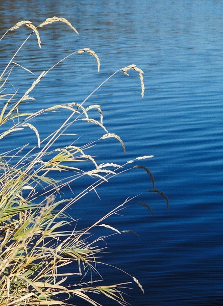 photo "Weeds and Water" tags: misc., 