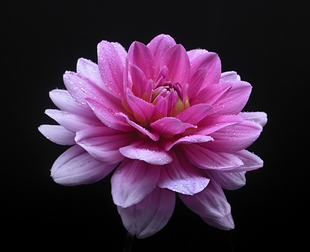 photo "Dahlia Darling" tags: nature, still life, flowers