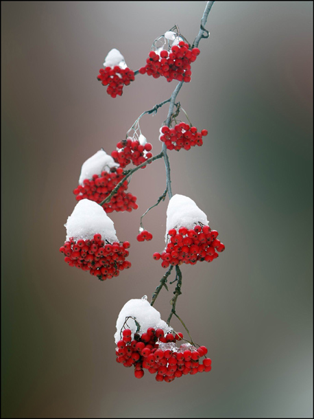 photo "Mountain ash..!" tags: nature, flowers