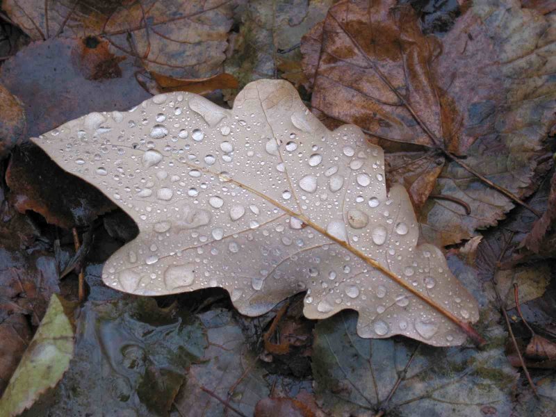 photo "Light tears of autumn." tags: macro and close-up, still life, 