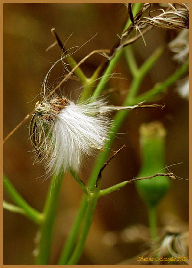 photo "Waiting for the Wind" tags: nature, flowers