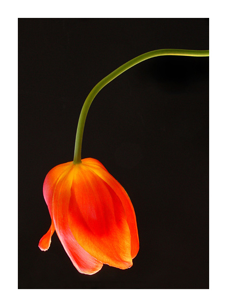 photo "tulip" tags: still life, 