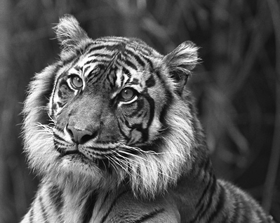 photo "Tiger" tags: nature, wild animals