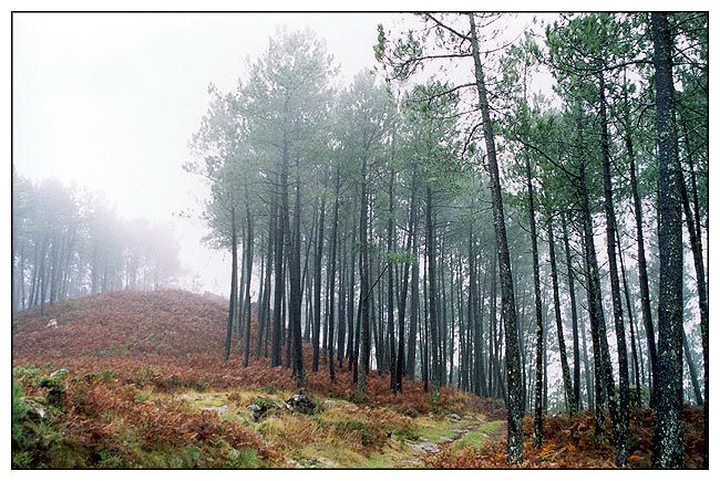 photo "Foggy morning" tags: landscape, autumn, forest