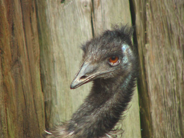 photo "Emu, a big bird from down under" tags: nature, wild animals