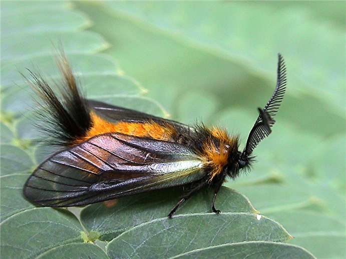 photo "Beauty" tags: macro and close-up, nature, insect