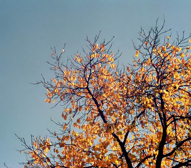 photo "Autumn etude (1)" tags: still life, nature, flowers