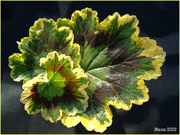 фото "Geranium  " Dolly Varden"" метки: разное, 