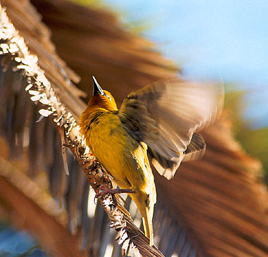 photo "An instant to airborne" tags: nature, wild animals