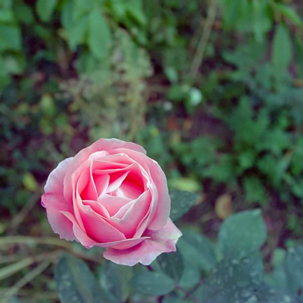 photo "Last rose" tags: still life, macro and close-up, 