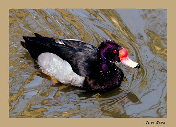 photo "Colourful Duck" tags: nature, misc., wild animals