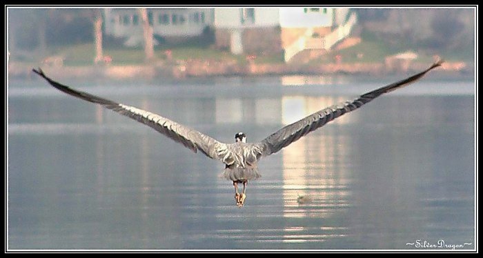 photo "Flight" tags: nature, landscape, water, wild animals