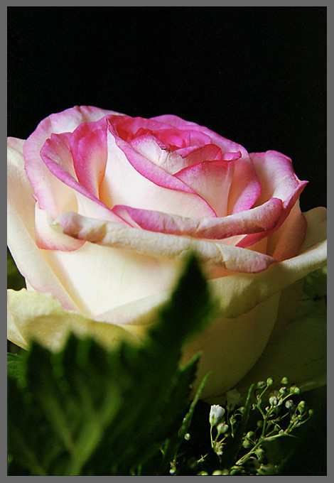 photo "no name (just a flower)" tags: nature, macro and close-up, flowers