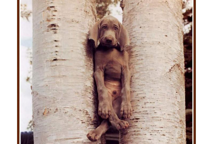 photo "Dog-in-Tree" tags: humor, 