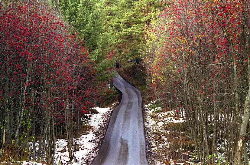 photo "forest way" tags: landscape, reporting, autumn