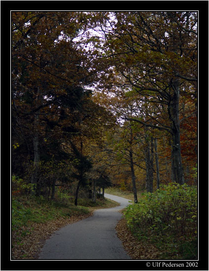photo "| wood path |" tags: landscape, autumn, forest