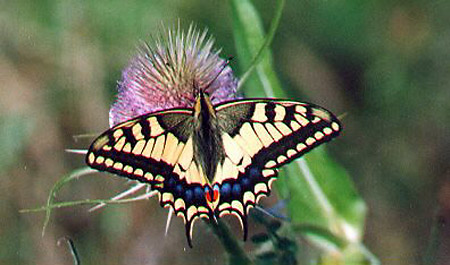 фото "Swallowtalebutterfly" метки: природа, насекомое