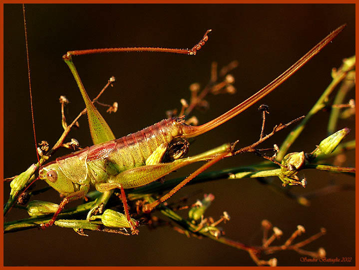 photo "Camouflage 2" tags: macro and close-up, nature, insect